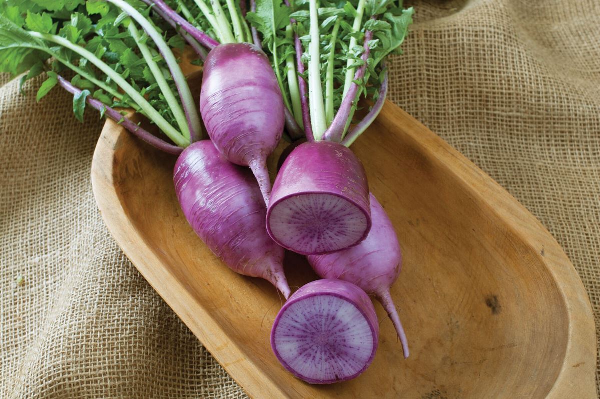 KN-Bravo – Purple Daikon Radish Seeds